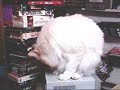 Fluffy Cat Turkish Van Washing
