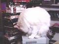 Fluffy Cat Turkish Van Washing