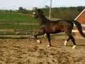 Lorenzo, my beatufil horse Lorenzo, my beatufil horse