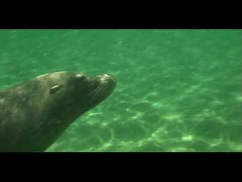 See video
