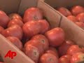 Tomatoes-Making-Peop
