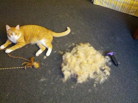 FURminator Review - Cat deshedding brush