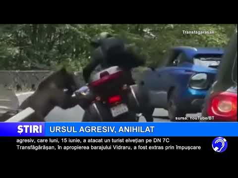 Ursul agresiv, anihilat