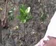 Mangrove Tree Planting