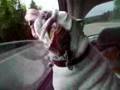 title="Kibbles