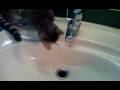 kitty sous le robinet du lavabo....