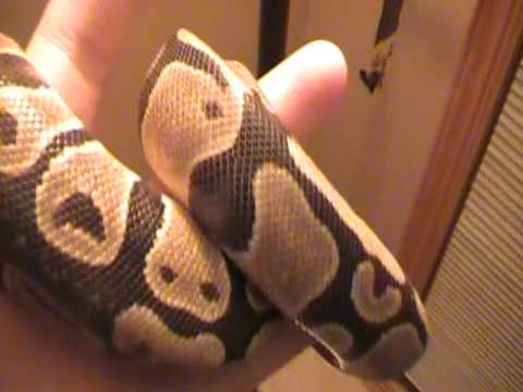 how to properly hold a ball python