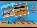 animais de angola