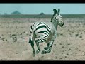 animais de angola