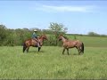 FOR SALE 1994 Bay AQHA Gelding, Ranch, Rope, Barrel, Pole, T