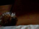 ke es lo ke te roba por no dejarle subir al sofa????