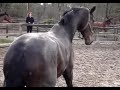 Horse does Jumpstyle - Crazy Carmello