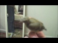 Guradita My Birdy Buddy