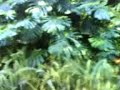 Estufa Fria Estufa Fria
