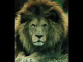 marokkaanse volkslied by kissi lion