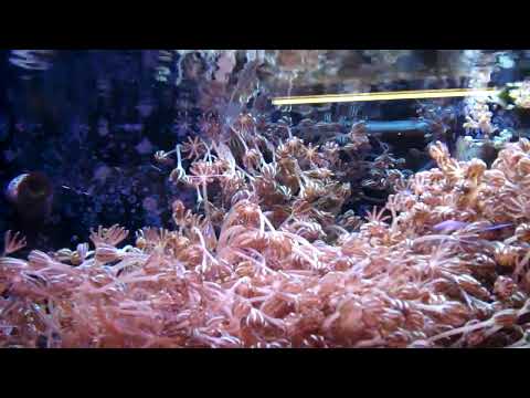 how to attach xenia coral