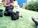 9-4-08 puppy video 14