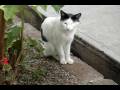 videos de gato japonés.wmv