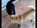 Rama et Bambou Rama et Bambou