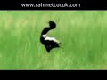 Cennet Ku?lar? * Birds of Heaven ( Hudhud )