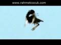 Cennet Kuşları * Birds of Heaven ( Hudhud )