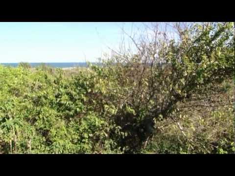 Looking over Mosquito Lagoon from the midden.