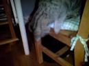 k850..cats