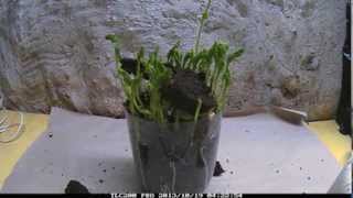 Pea Germination Time Lapse root and leaf growth 10 days in 90 seconds
