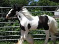 Gypsy Horses of Thorn Hill Farms Gypsy Horses of Thorn Hill Farms