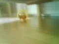 archie the hamster goes for a wonder in his wheel.