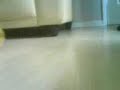 archie the hamster goes for a wonder in his wheel.