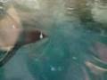 videos de Penguins
