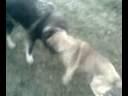 caucasian 11 luni vs malinois 3,5 luni