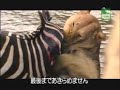 mundo  animal  sobrevivencia
