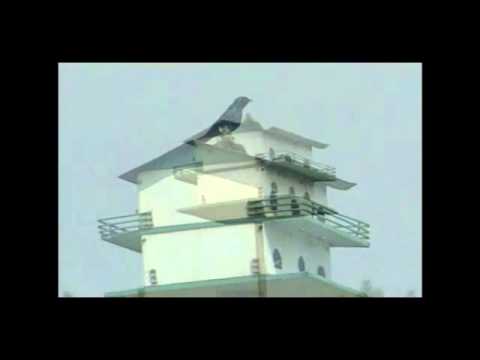 how to attract purple martins in ny