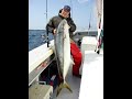 2008/4/02御蔵島沖27.15kgヒラマサ