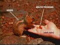 (Adult Swim Bump) Squirrel Food (Full Song)