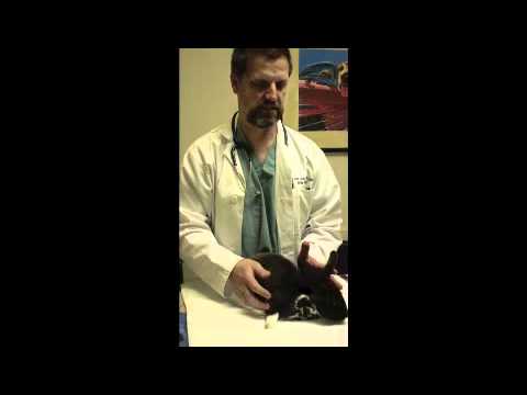 how to administer oral medication to a dog