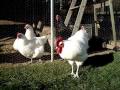 My beautiful prize purebred White Orpingtons