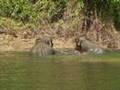 Asiatic Elephant Family Swim @ Malaysia Tasik Kenyir