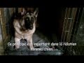 Dressage Chien Berger Allemand - Maîtrise De Soi