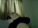 mr. panda going mmm bopping mr. panda going mmm bopping