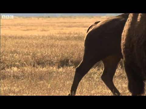 bison
