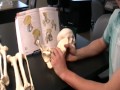 Overview of the Pelvis
