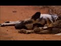 Wild Dogs do it again
