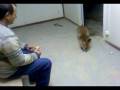 videos de zorro