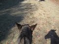 森林馬道トレッキング
