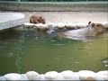 Baby capybaras...wanna swimming