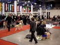 CACIB Vilnius 20.12.2009. Akita CACIB Vilnius 20.12.2009. Akita