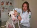 Conhecendo a homeopatia veterin�ria